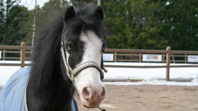 Påmelding til sommerens rideuker har åpnet. Meld deg på for å sikre deg en plass!